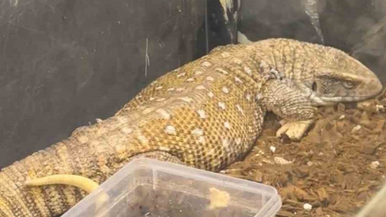 Manisa’da egzotik hayvan operasyonu: 61 yaban hayvanı kurtarıldı