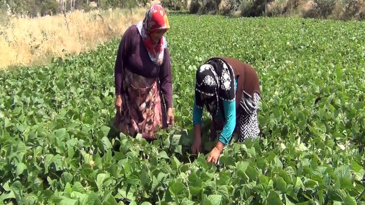 Aracı yok, doğallık var: Çiftçi hem üretiyor hem satıyor