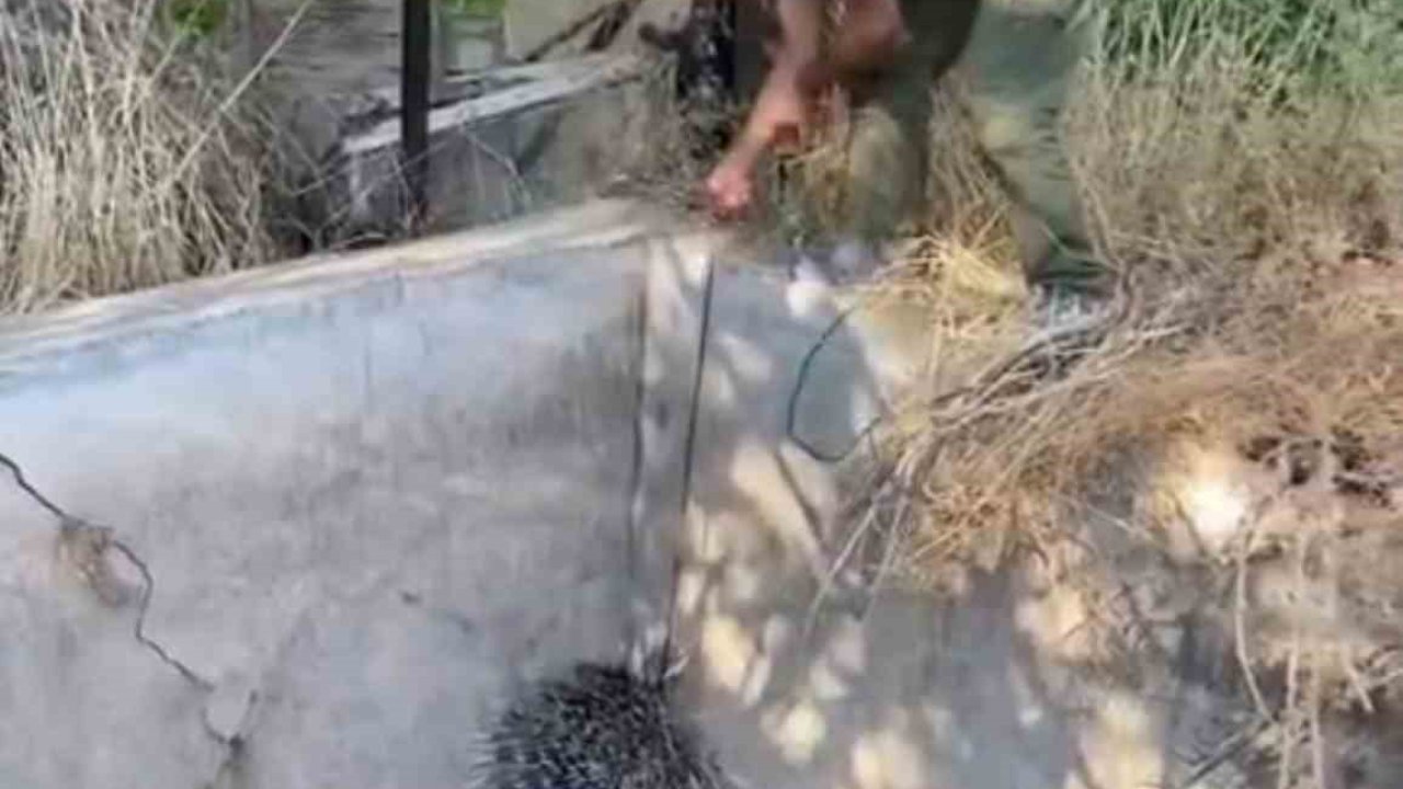 Nesli tükenme tehlikesi altındaki oklu kirpi böyle kurtarıldı