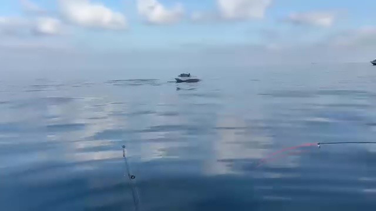 Yeniköy açıklarında yunuslar balıkçılara şov yaptı