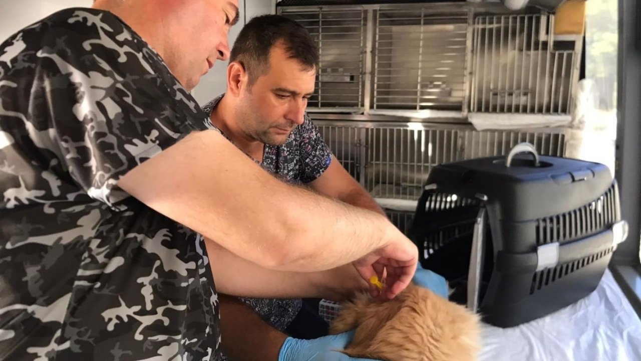 Savaştepe’de can dostlara bakım ve tedavi