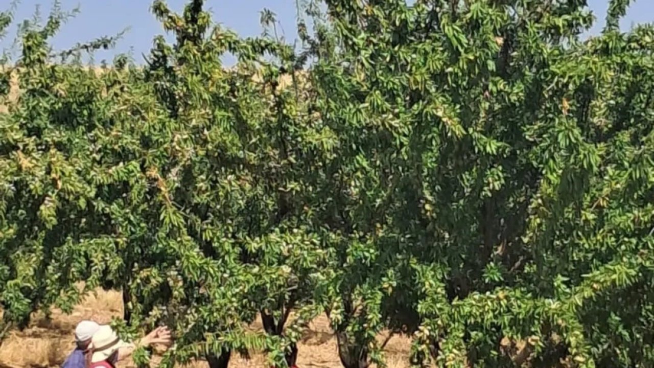 Ağın’da badem bahçelerinde saha kontrolleri