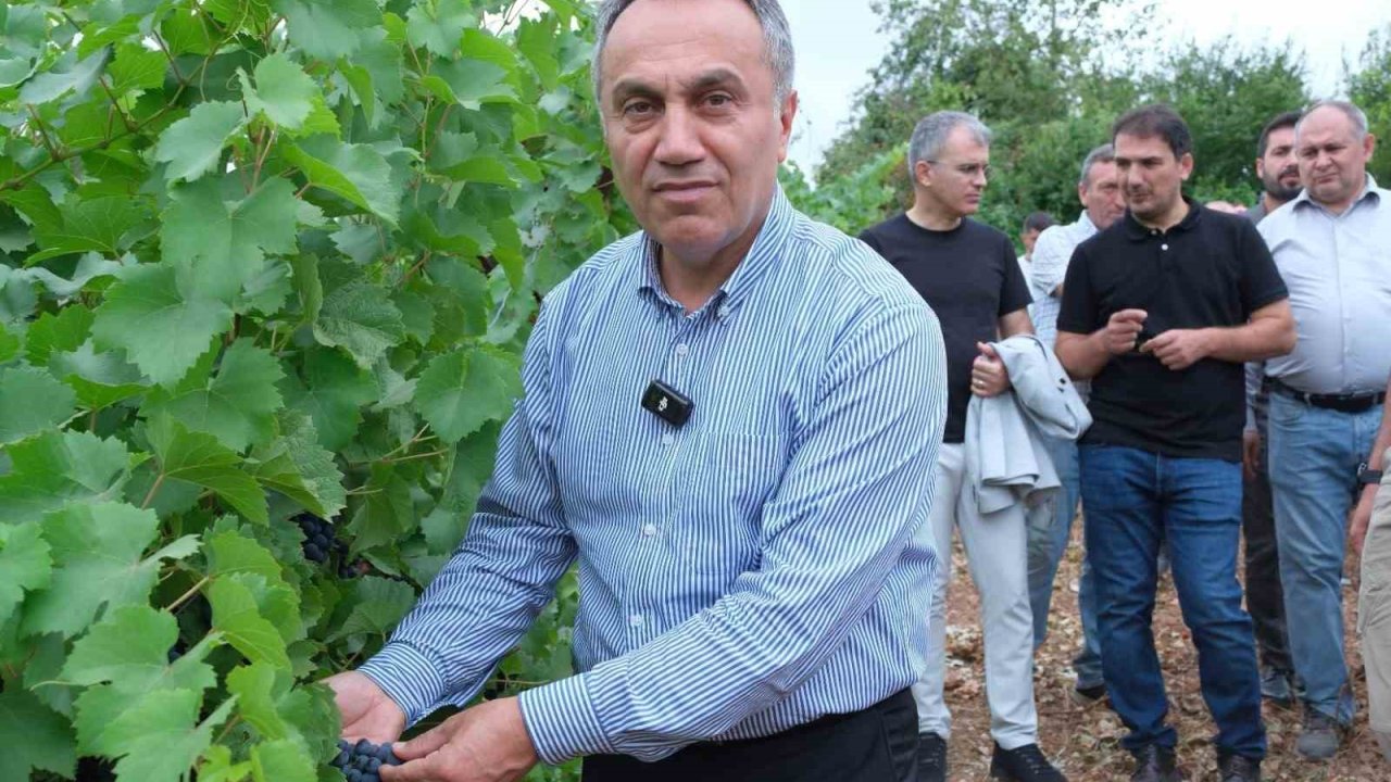 TOGÜ bağlarında sezonun ilk üzüm hasadı yapıldı
