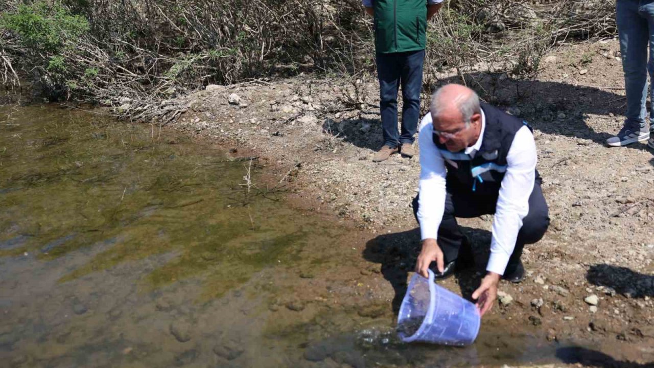 Atikhisar Barajı’na 348 bin sazan balığı yavrusu bırakıldı