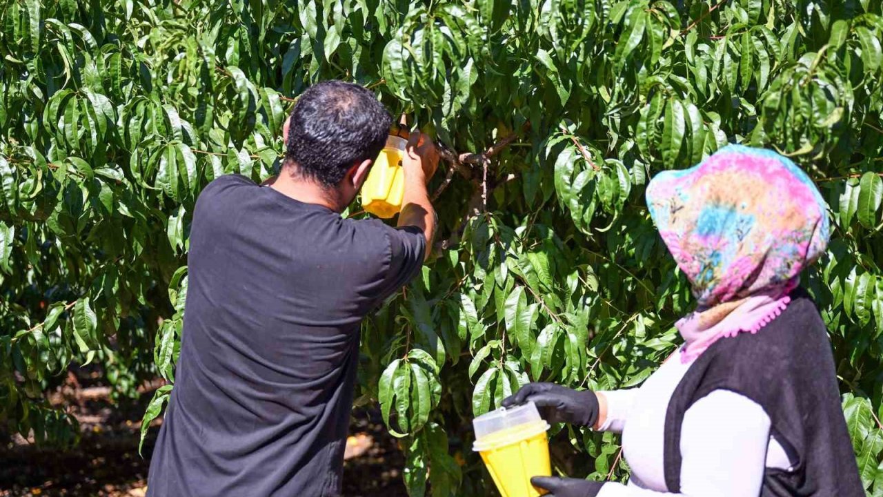 Mersin’de Akdeniz Meyve Sineğine karşı 80 bin feromon tuzak desteği