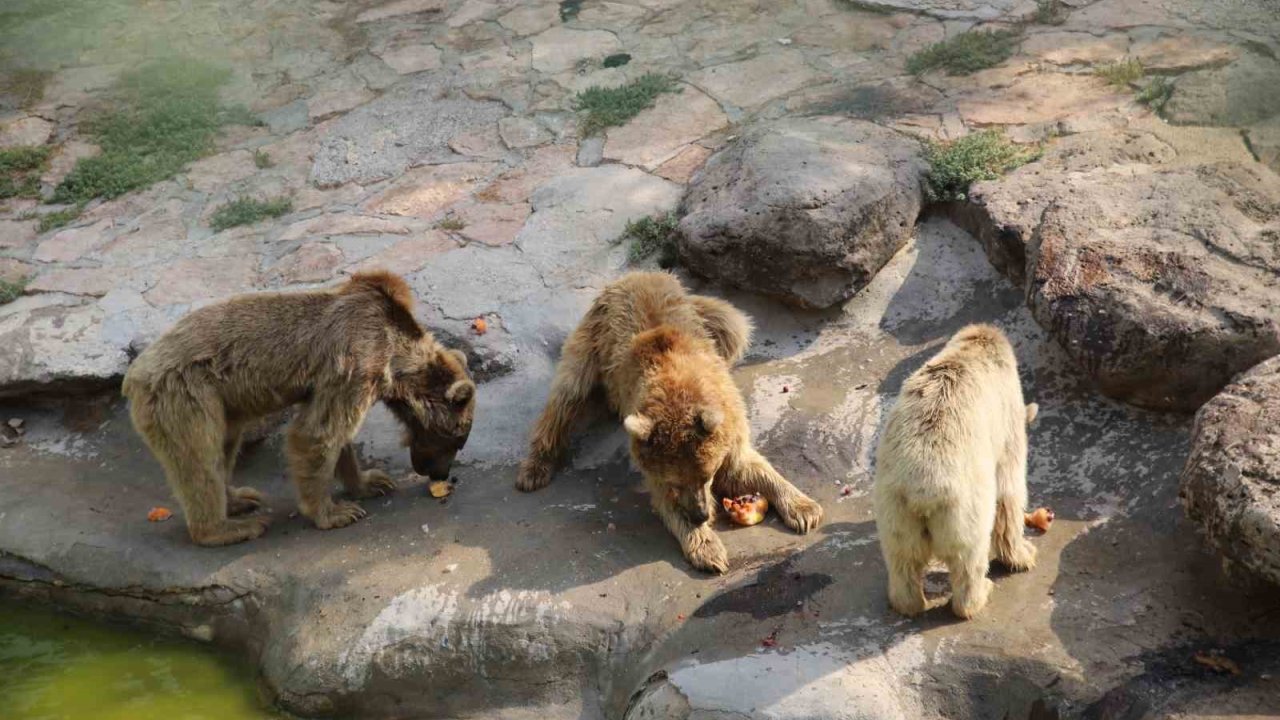 Sıcaktan bunalan hayvanlar buzlu kokteyl ile serinliyor