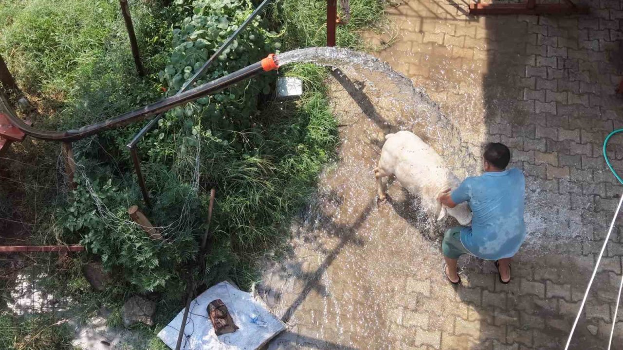Adana’da 42 derece sıcaklıkta koyunları buzlu ve soğuk suyla serinletme
