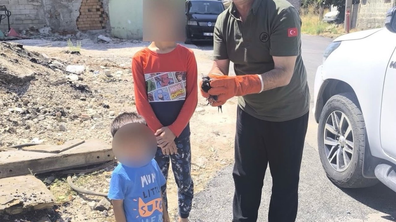 Yaralı ve yavru yaban hayvanları koruma altına alındı