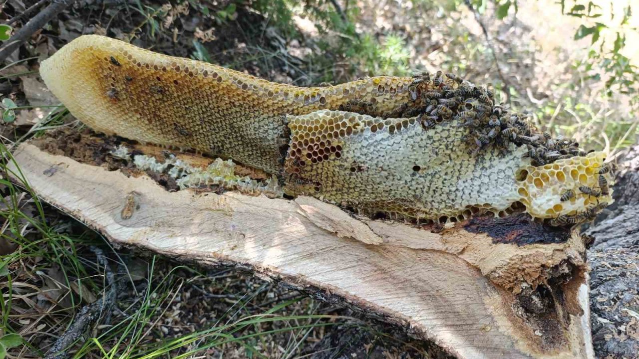 Elazığ’da ağaç kovuğundan kilo kilo bal çıktı