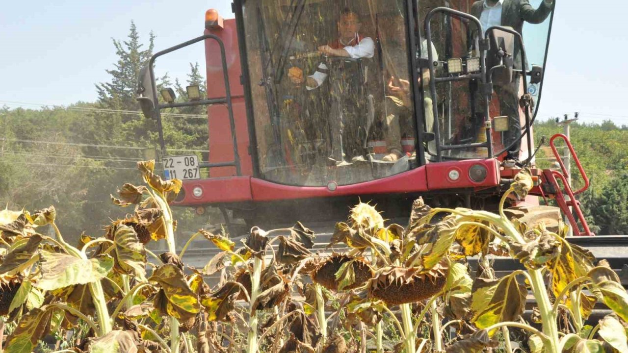 Tarım ve Orman Bakan Yardımcısı Gizligider Edirne’de ayçiçeği hasadına katıldı