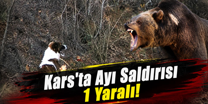 Kars'ta Ayı Saldırısı 1 Yaralı!