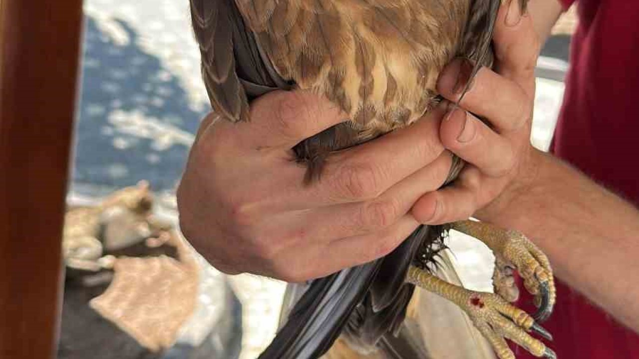 Kastamonu’da yaralı halde bulunan kuş tedavi altına alındı