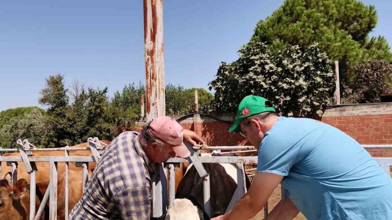 Sökeli yetiştiricilere ’düşen kulak küpesi’ uyarısı