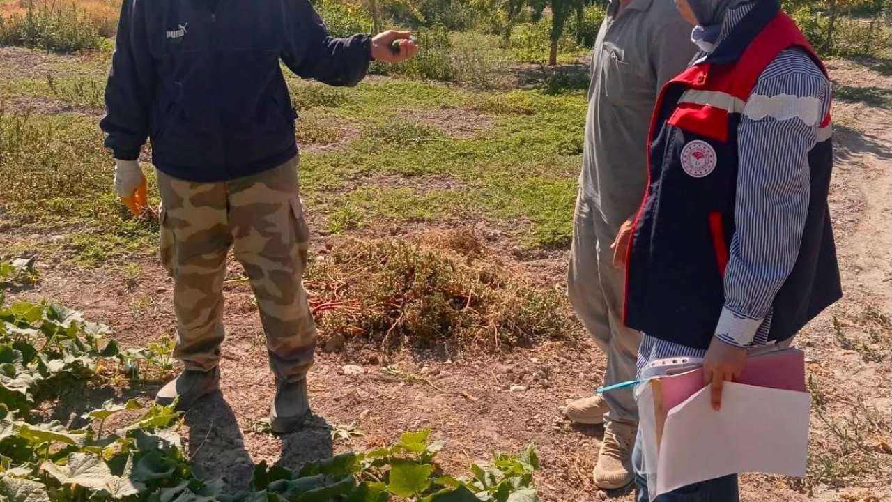 Turşuluk salatalık üretim alanlarında tarım ilacı kontrolleri sürüyor