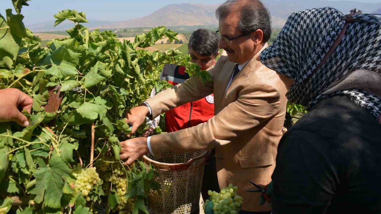 Kaymakam Güldoğan bağa girip üzüm kesti
