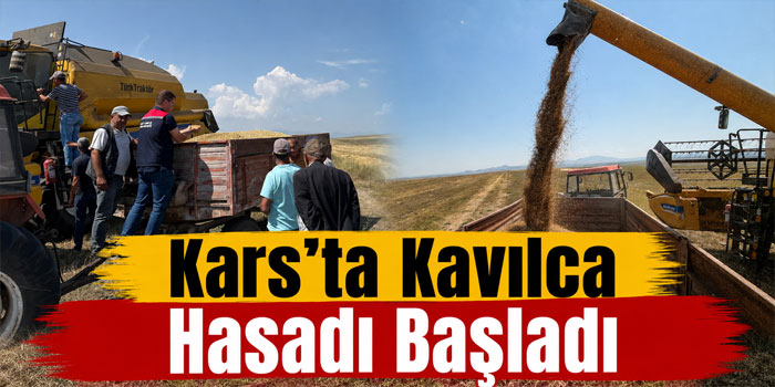Kars’ta Ata Tohumu Kavılcada Hasat Zamanı