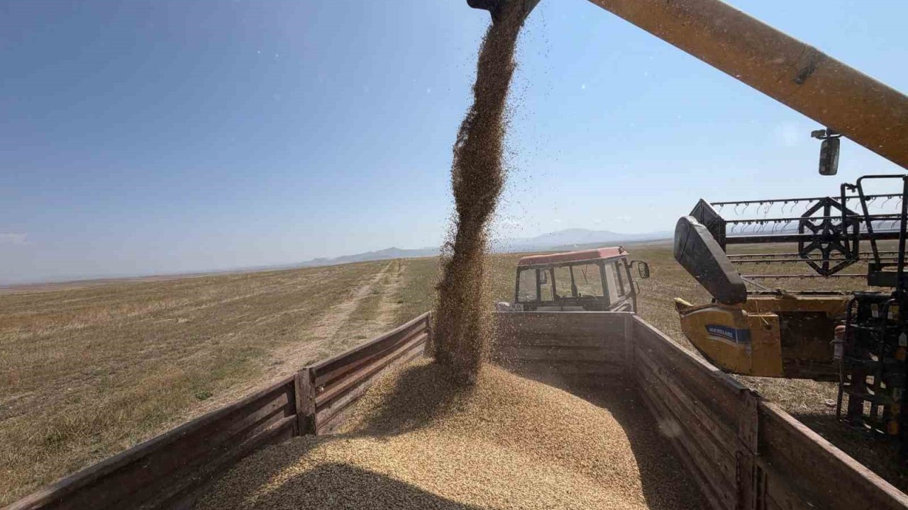 Kars’ta binlerce yıllık Kavılca buğdayında hasat mesaisi başladı