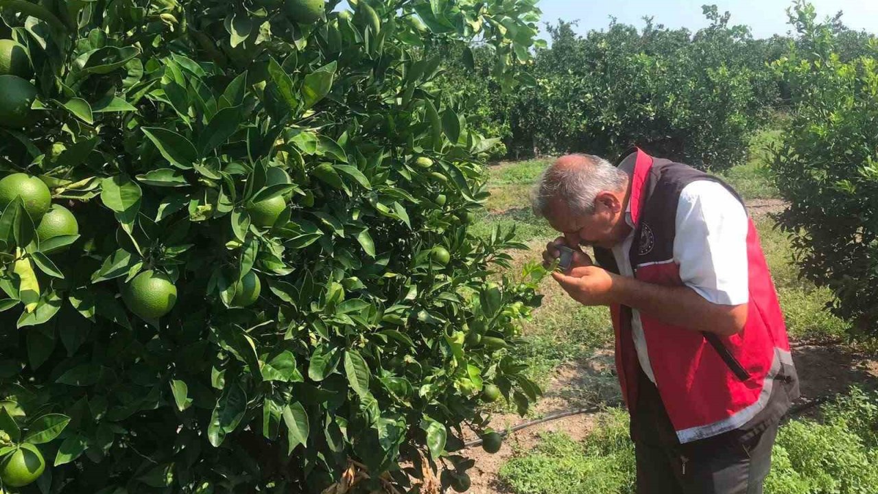 Erzin’de narenciye bahçelerinde hastalık denetimi yapıldı
