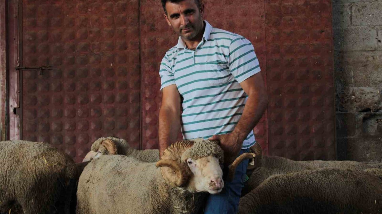 Milyonluk yerli koçun erkek üçüz yavrusu oldu