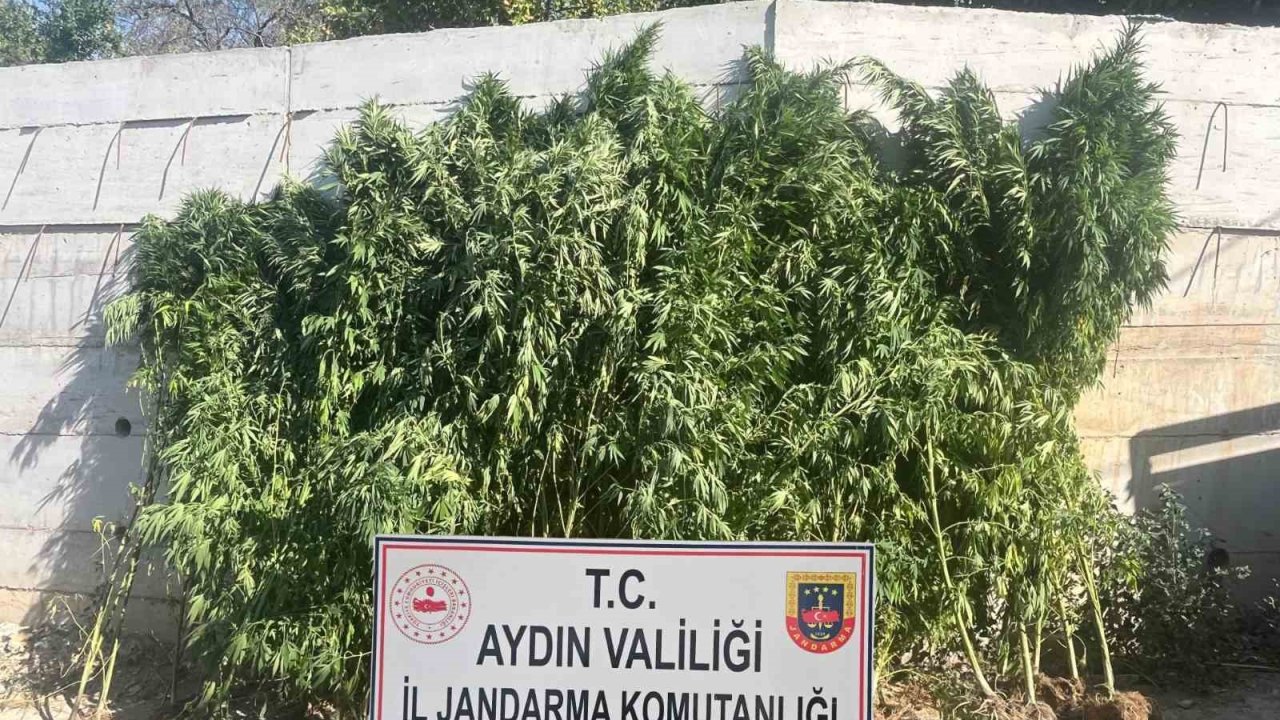 Efeler’de ikamette 250 kök kenevir ele geçirildi