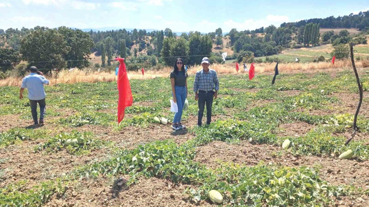 Emet Göncek köyünde organik kavun üretim alanları denetlendi