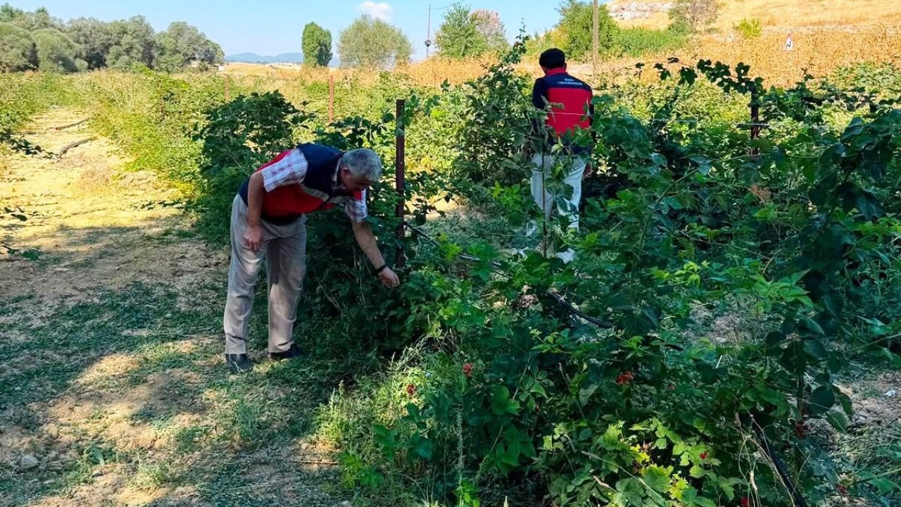 Dumlupınar Selkisaray Köyü’nde böğürtlen üretim alanı kontrol edildi