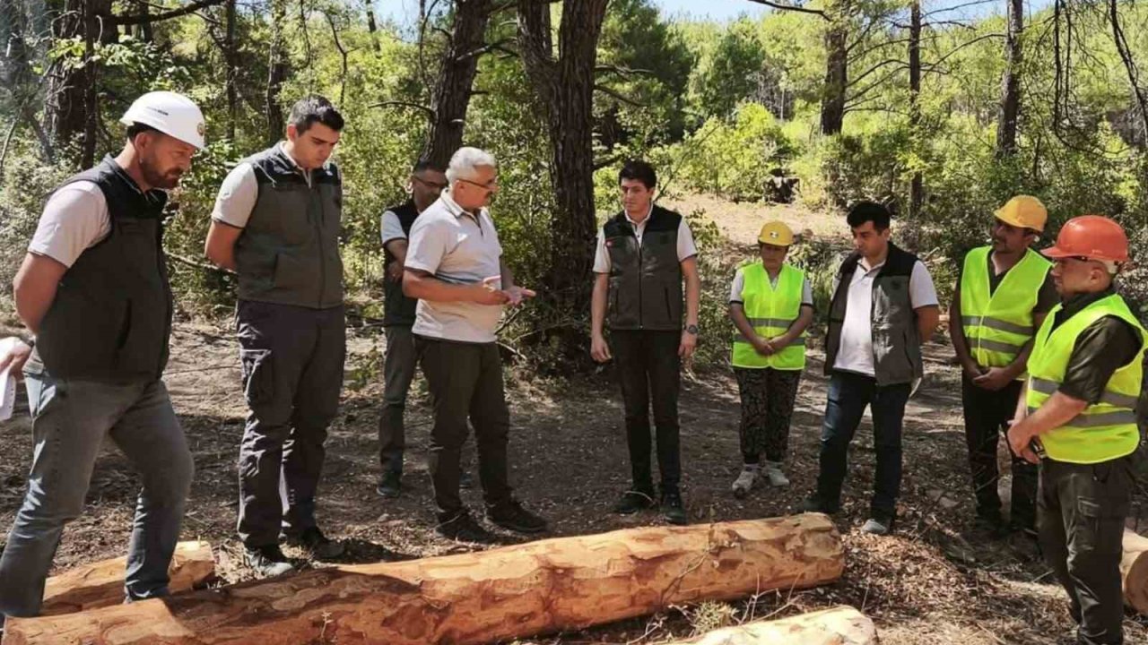 Soma ormanlarında yangın riskine karşı yoğun çalışma
