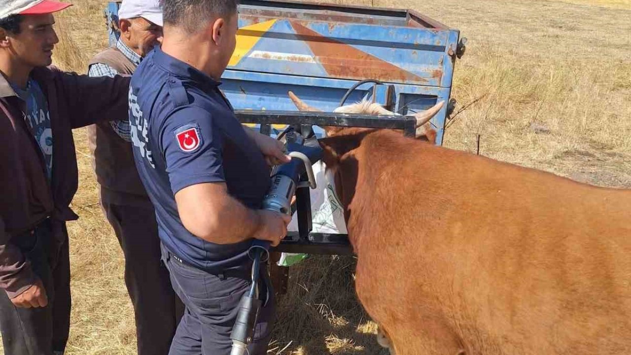 Bolu’da ineğin kafası tarım aletine sıkıştı