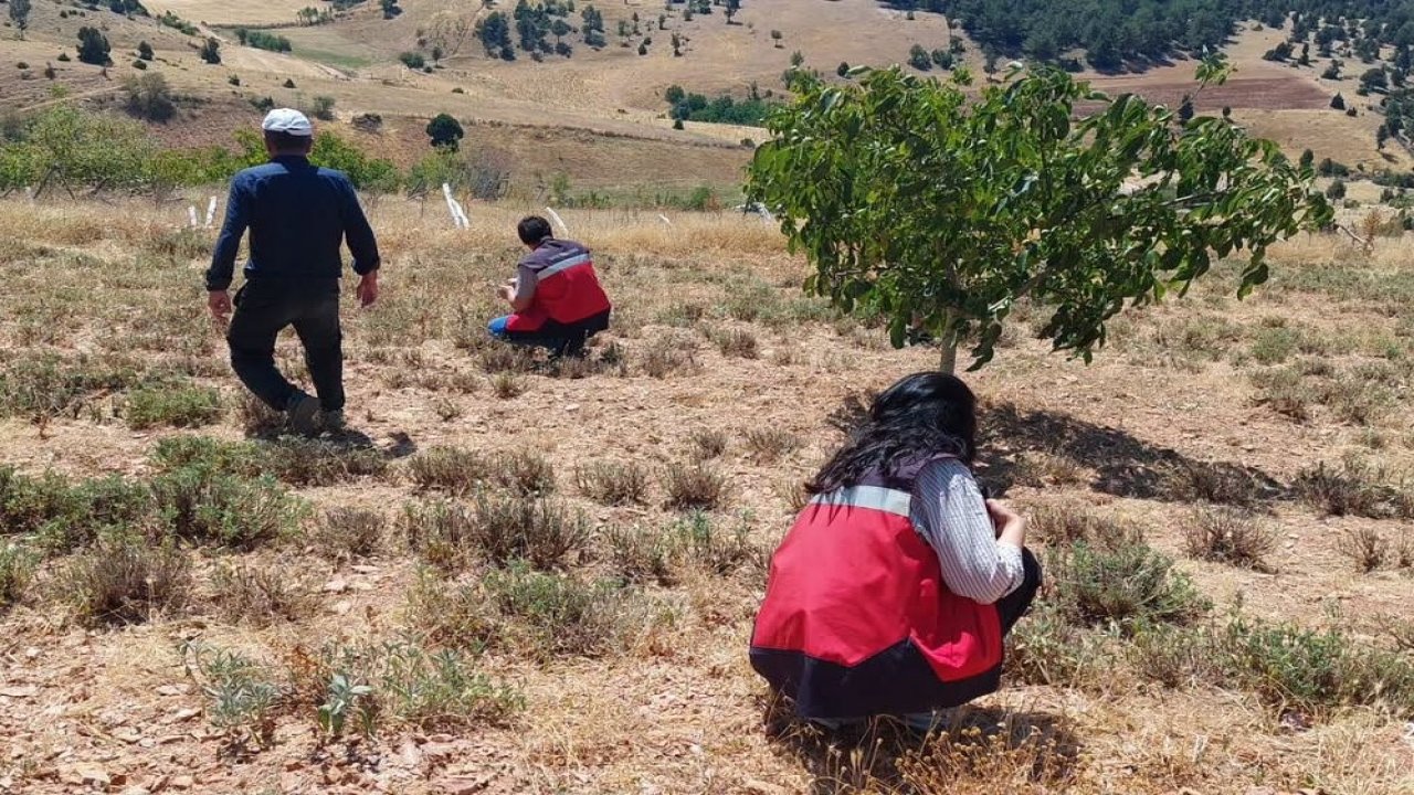 Hisarcık Karbasan köyünde organik adaçayı üretim alanları denetlendi