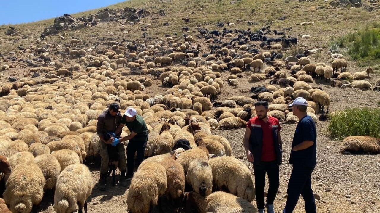 Şırnak’ta veteriner hekimlerden yaylalarda sağlık taraması ve eğitim seferberliği