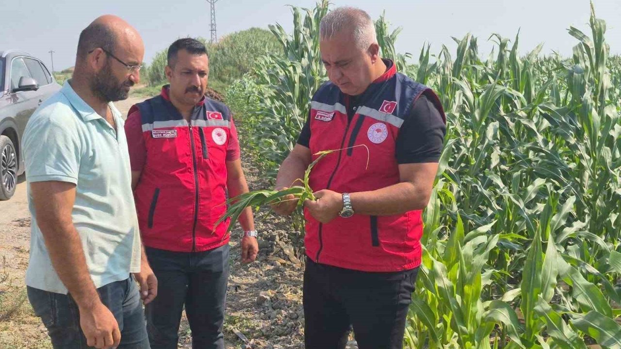 Antakya’da mısır hasadı devam ediyor