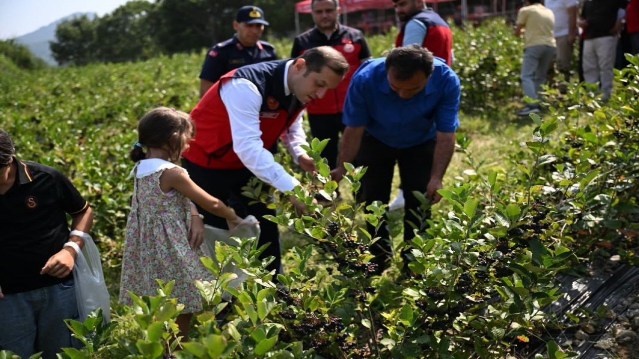 Andırın’da aronya hasadı