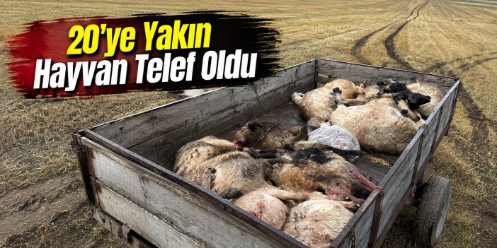 Kars’ta Yıldırım Sürüyü Vurdu: 20’ye Yakın Hayvan Telef Oldu