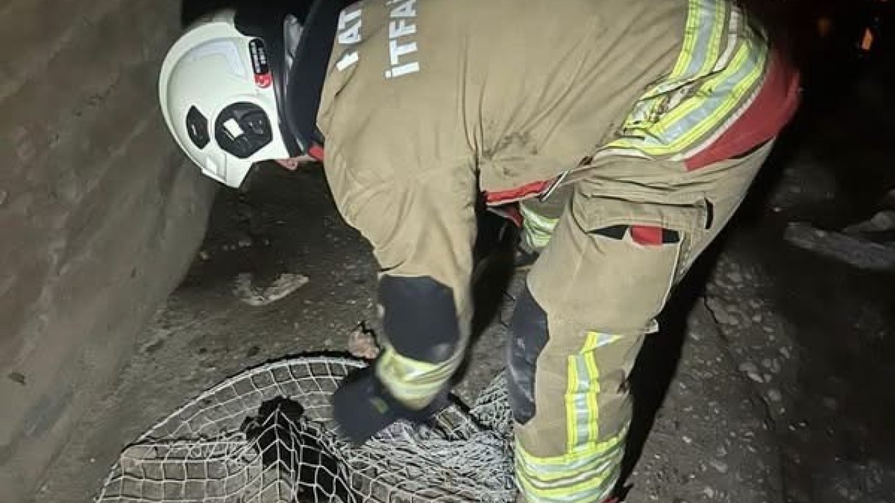 İskenderun ve Arsuz’da mahsur kalan hayvanlar kurtarıldı