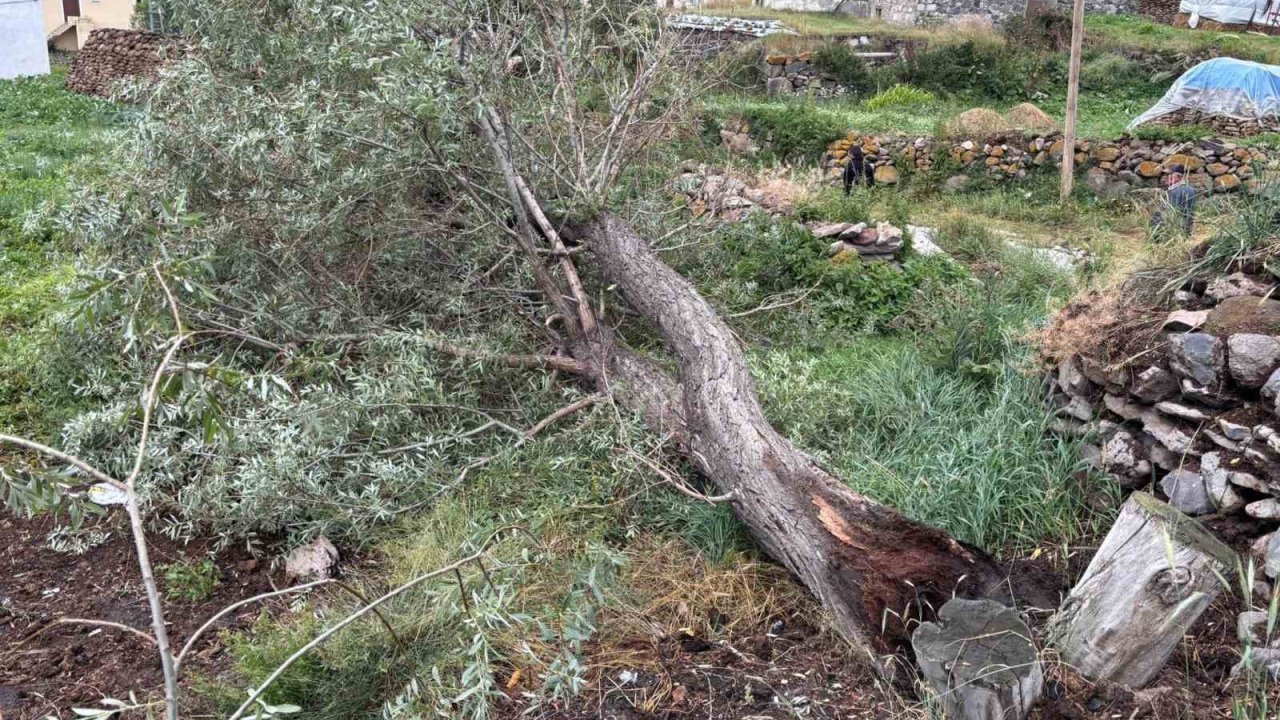 Ardahan’da şiddetli fırtına ağaçları kökünden söktü