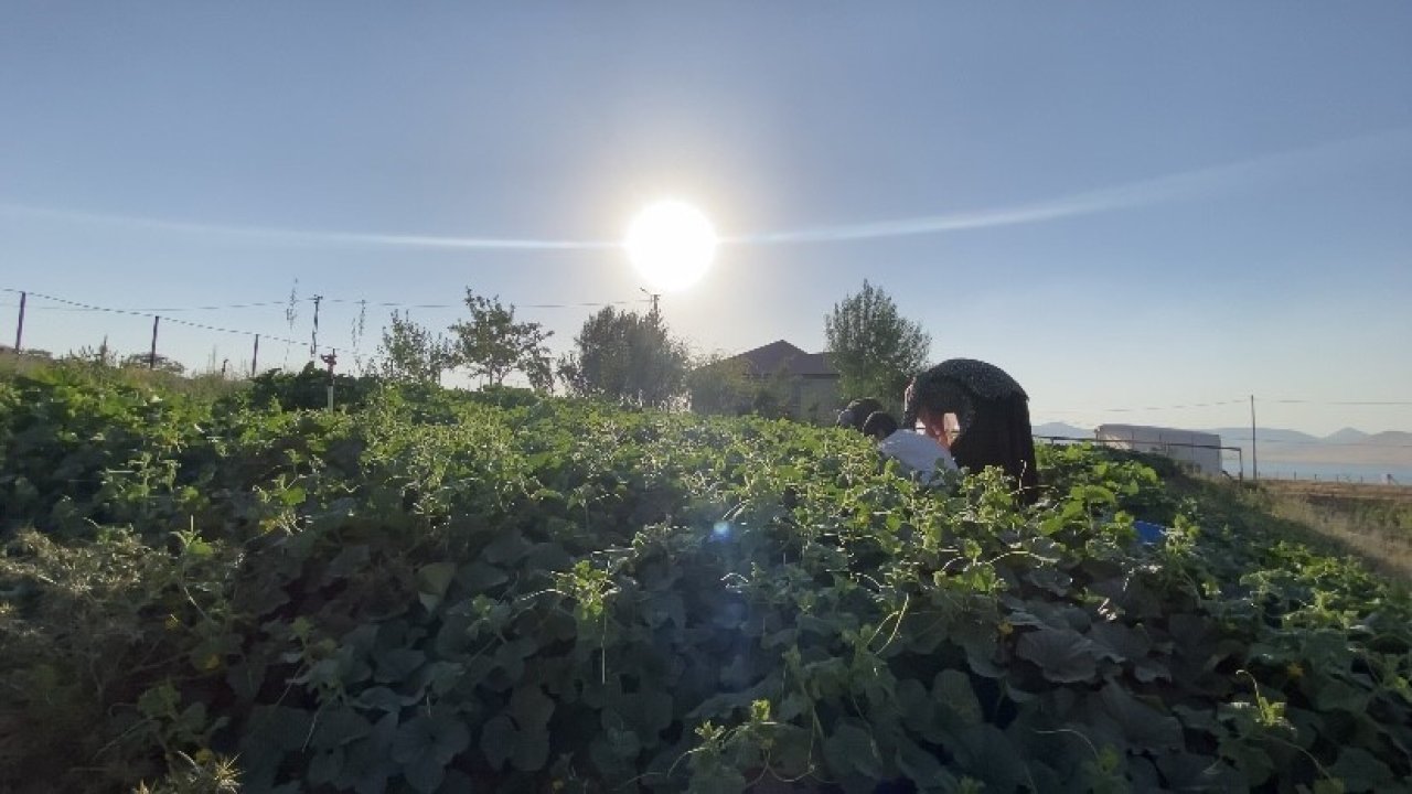 Ağrı’da bostanların bereketi kışa taşınıyor