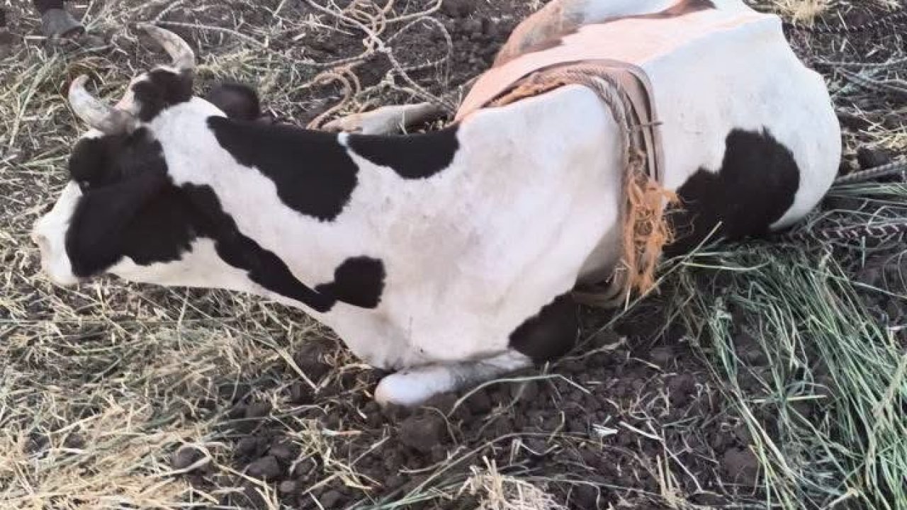 Reyhanlı’da  bataklığa düşen büyükbaş hayvan kurtarıldı
