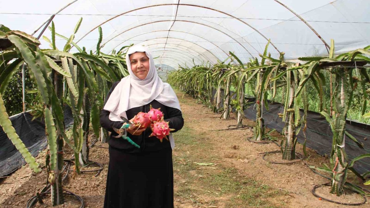 ’Burada yetişmez’ diyenlere inat üretime başladı, 1 tonun üzerinde ürün bekliyor