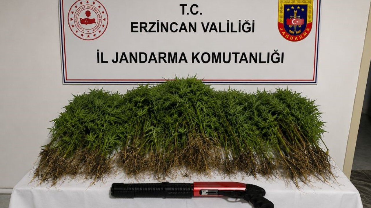 Tercan’da uyuşturucu operasyonunda 174 kök kenevir ele geçirildi