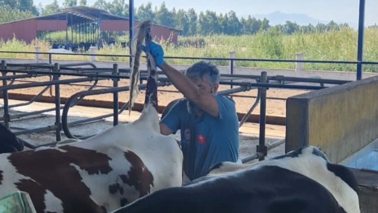Söke’de hastalıktan ari işletmelerde rutin sağlık kontrolleri sürüyor