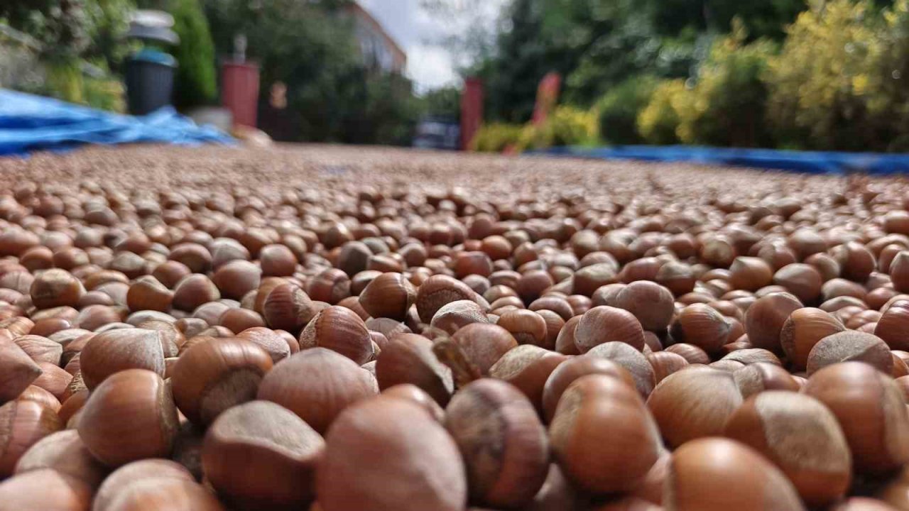 Ordu’nun yüksek kesimlerde fındıkta kurutma mesaisi sürüyor