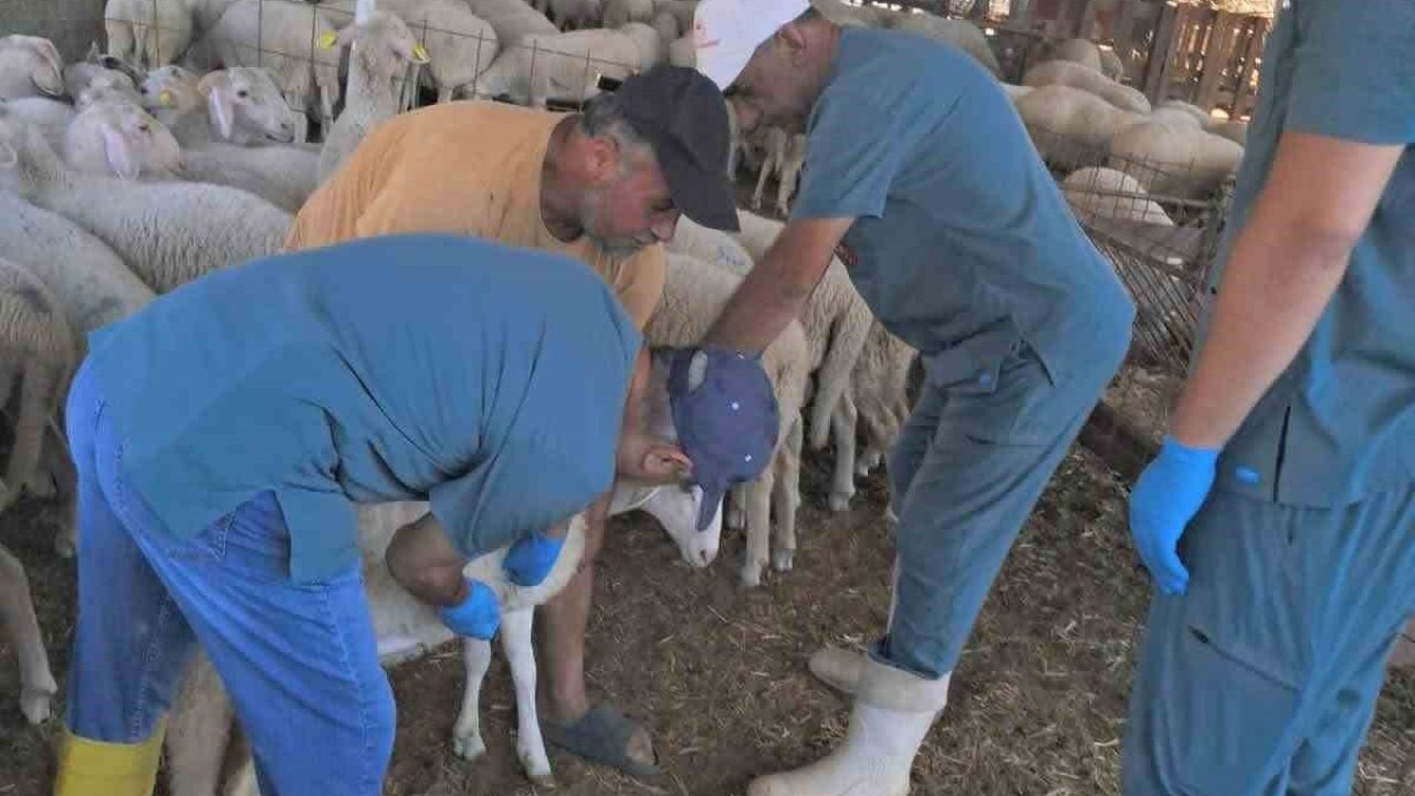 Köşk’te küçükbaş hayvanlara yönelik kimliklendirme çalışmaları sürüyor