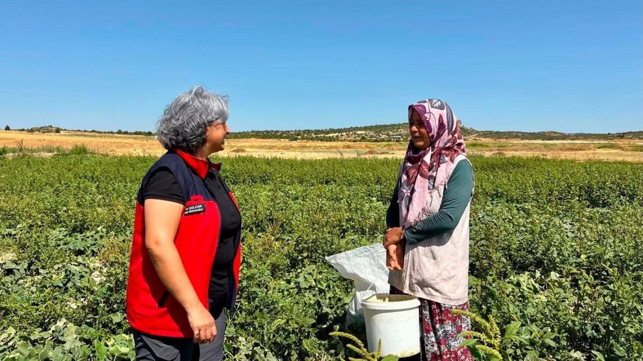 Turşuluk salatalık hasadı sürüyor