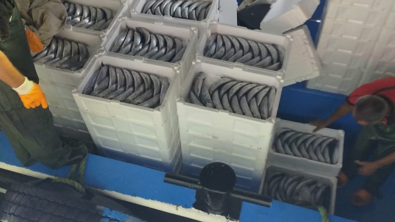 Sezonun ilk gününde avlanan palamutlar İnebolu Limanı’na geldi