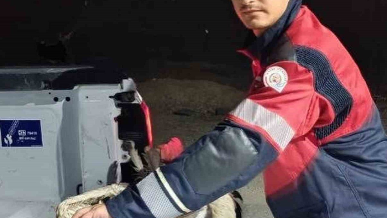 Arsuz’da kayalıklarda yorgun düşen leylek kurtarıldı