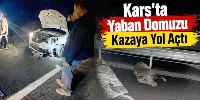 Kars'ta Yaban Domuzu Kazaya Yol Açtı
