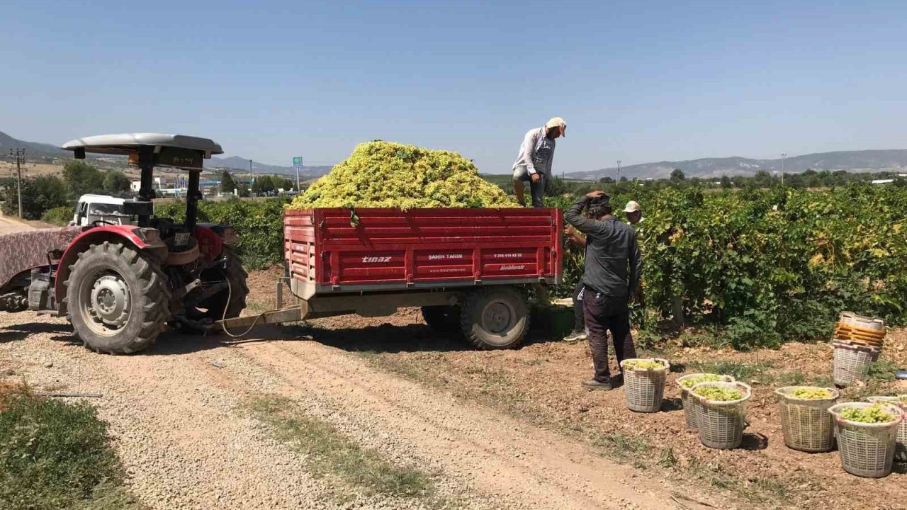 Güneyli üzüm üreticilerinden alıcılara fiyat tepkisi