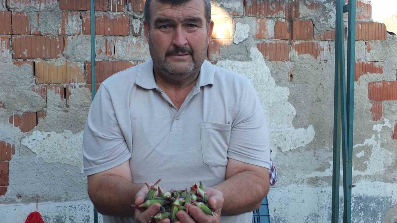 Burhaniye’de kınalı bamya ilgi gördü