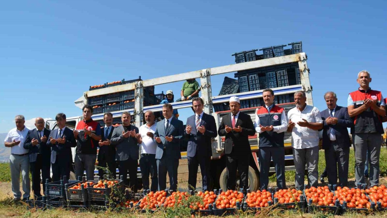 Bitlis’te domates hasadı başladı: Bölgede 1’inci, Türkiye’de 7’nci sırada