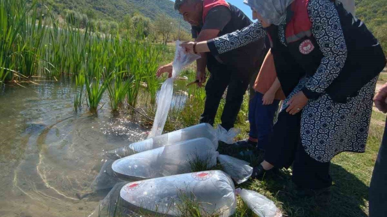 Karabük’teki göletlere 105 bin yavru balık bırakıldı